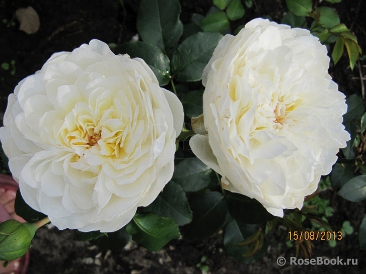 Lady Romantica