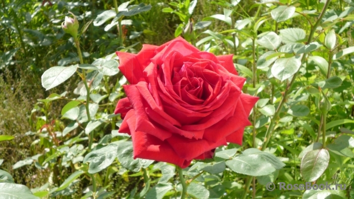 Red Star