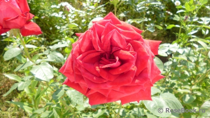 Red Star
