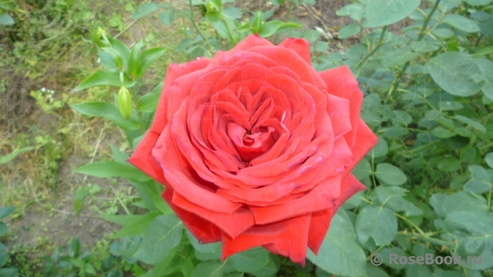 Red Star