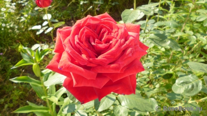 Red Star