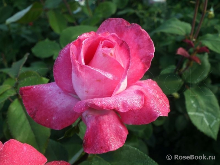 Rose Gaujard  