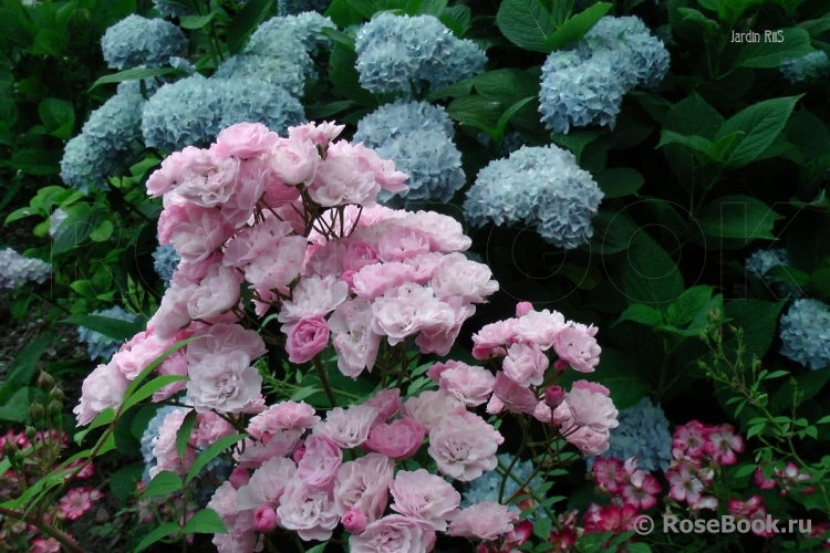 Heavenly Pink