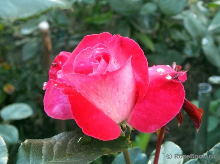 Rose Gaujard  