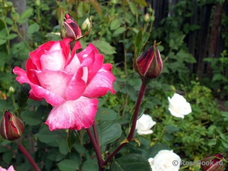 Rose Gaujard  