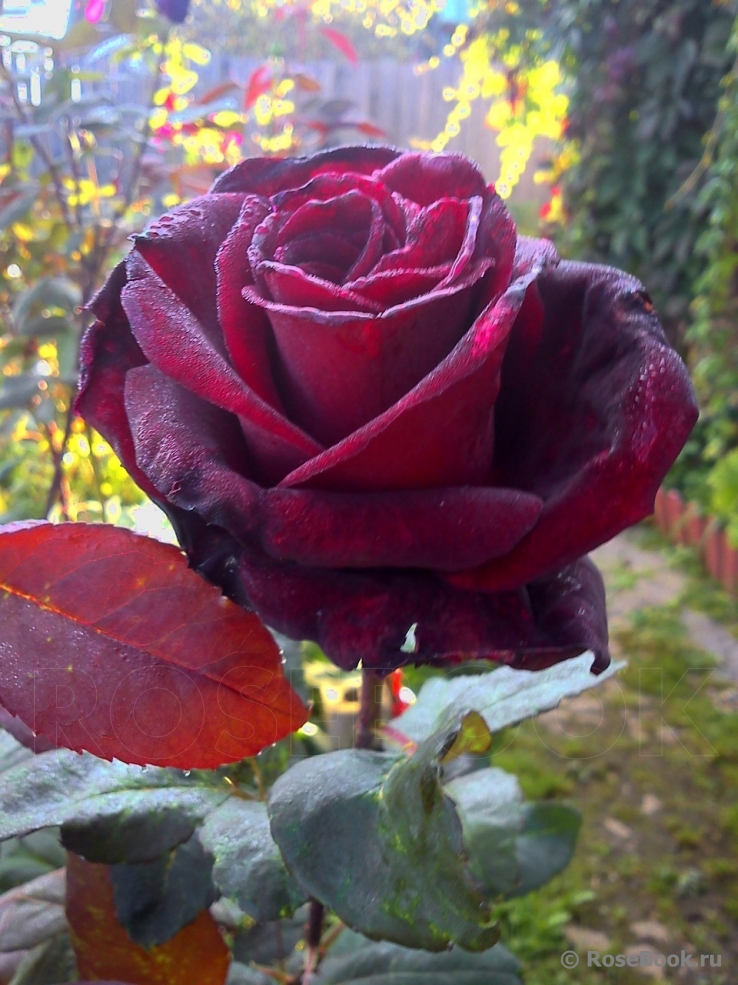 Black Baccara
