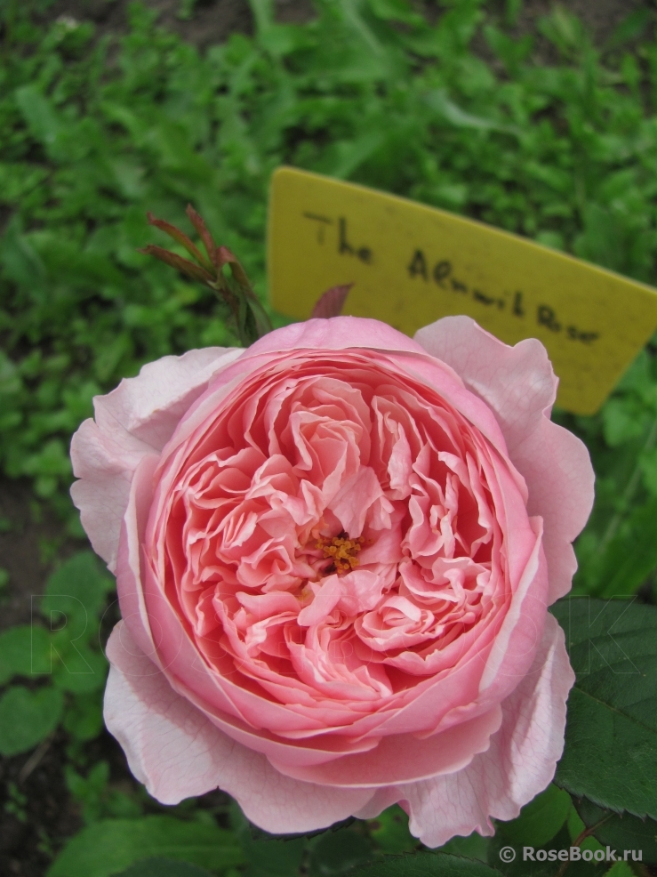The Alnwick Rose