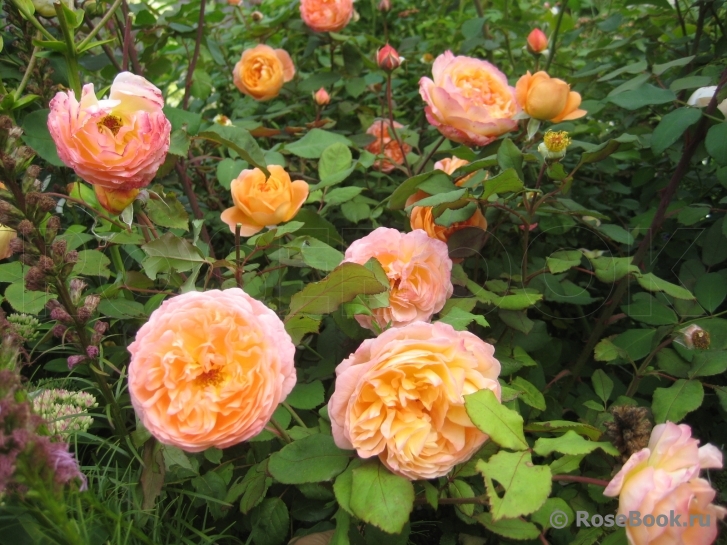 Lady Emma Hamilton