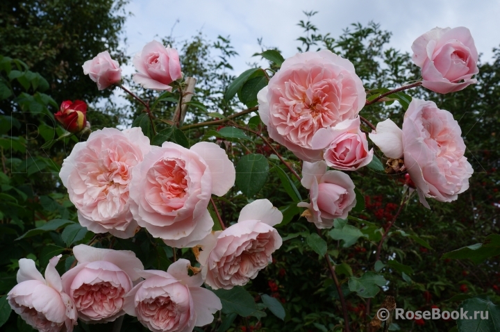 Wisley 2008