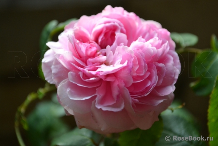 Jacques Cartier