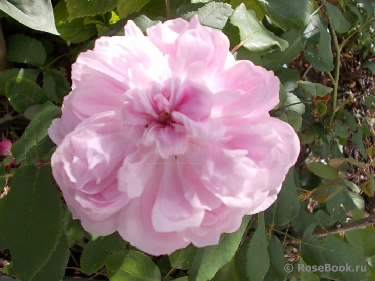 Jacques Cartier