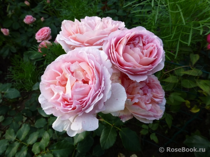 Abraham Darby