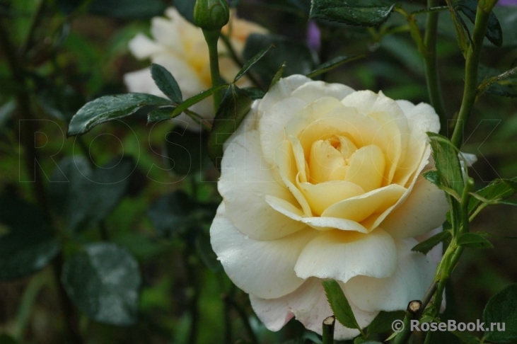 Marjolaine ®