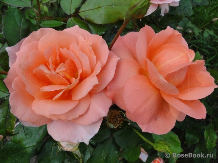 Sweet Fragrance