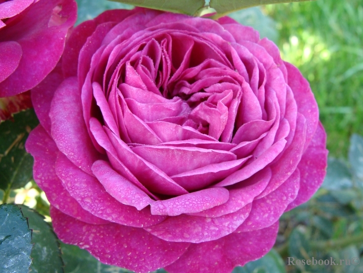 Heidi Klum Rose