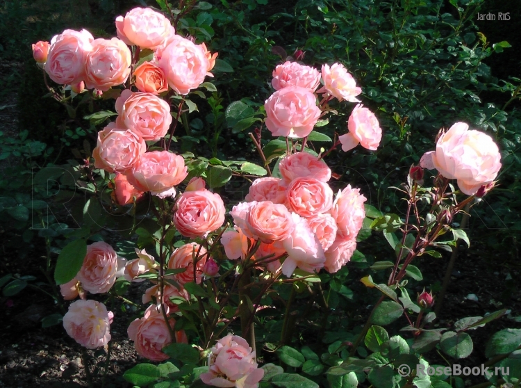 Lady Emma Hamilton