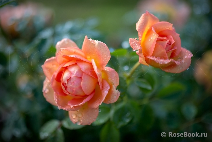 Lady of Shalott 