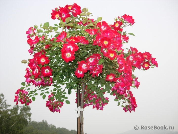 Rouge Meillandecor