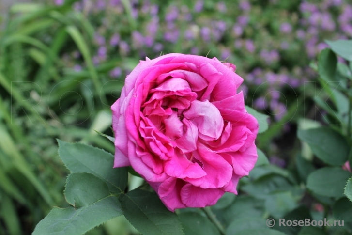 Gloire De Ducher