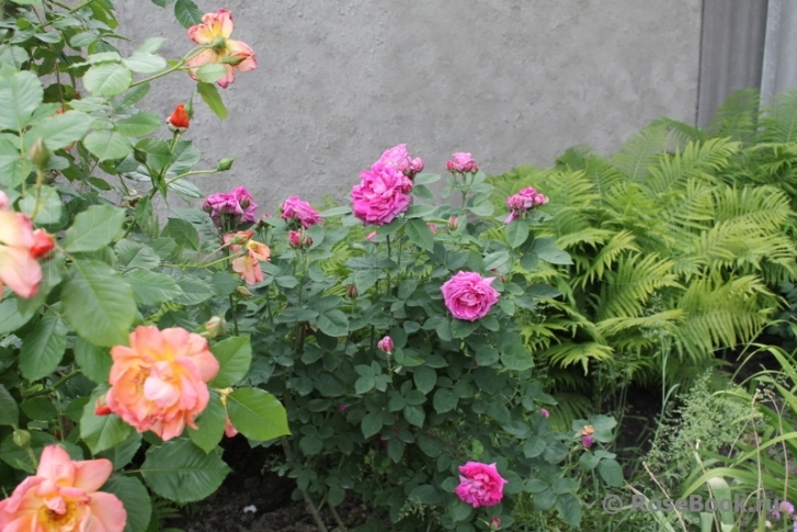 Gloire De Ducher