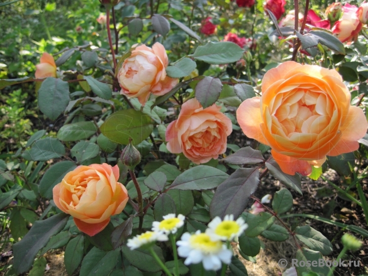 Lady Emma Hamilton