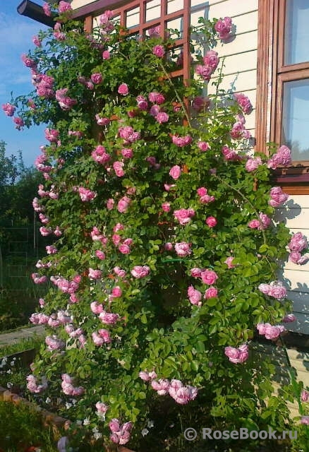 Роза Жасмина Фото