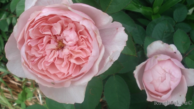 The Alnwick Rose