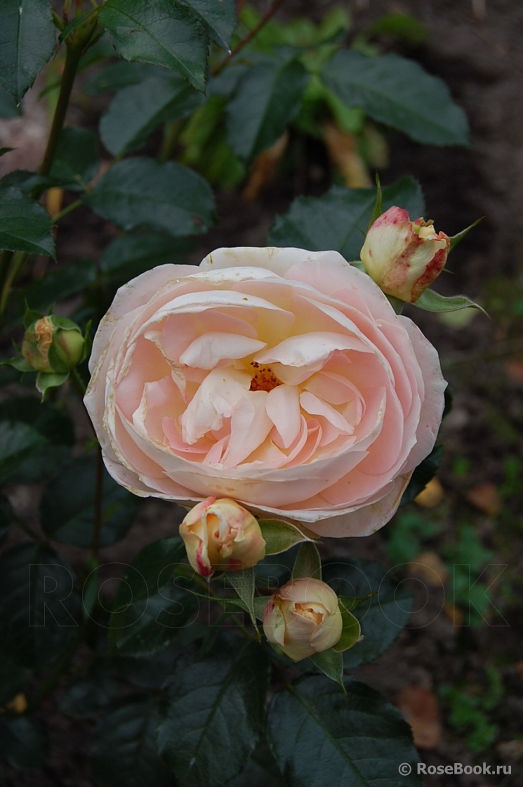 Marie Antoinette 