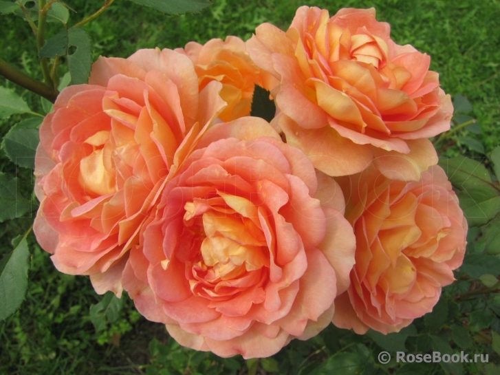 Lady of Shalott 