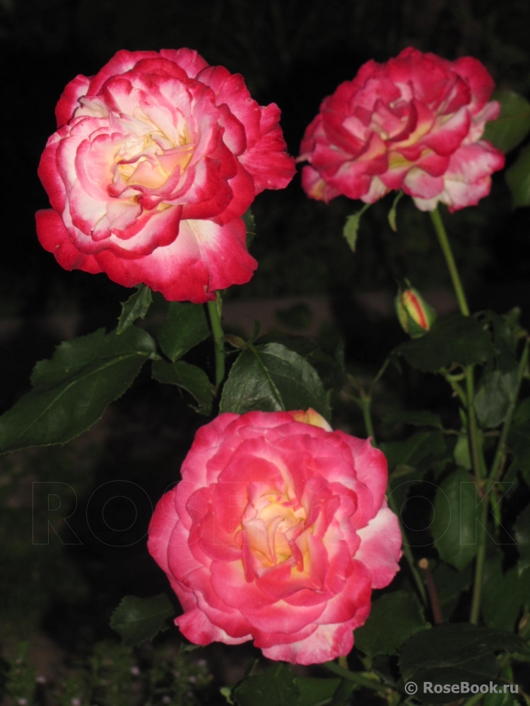 Double Delight 