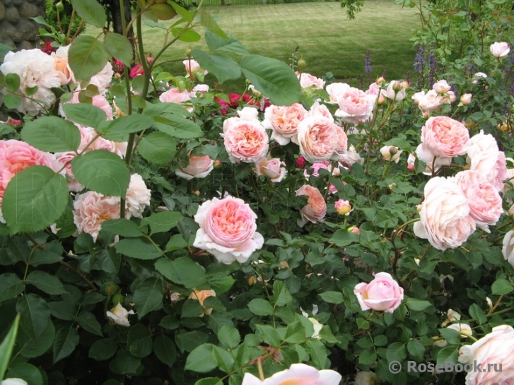 Abraham Darby