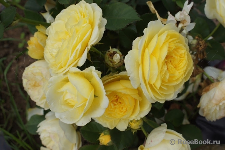 Golden Border