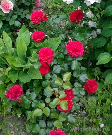 Red Leonardo da Vinci