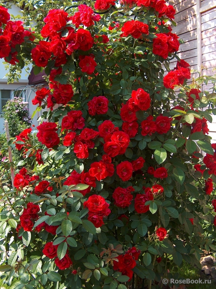 Плетистые розы Rose rampicanti, Rosa rampicante, Coltivare rose
