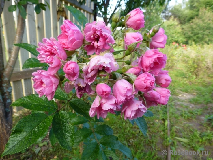 Pink Grootendorst