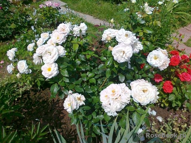 Lions Rose