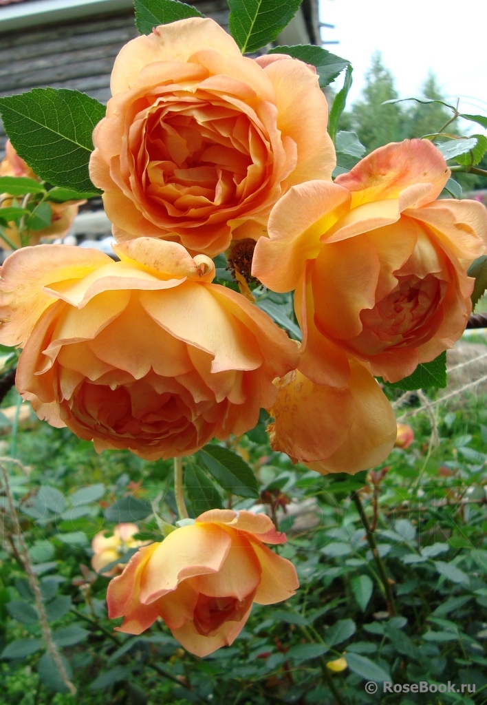 Lady of Shalott 