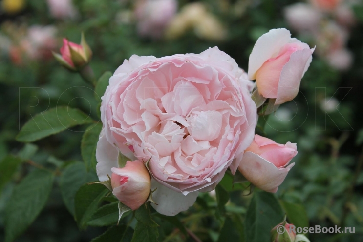 The Wedgwood Rose