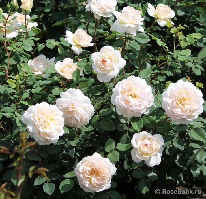 Crocus Rose® 