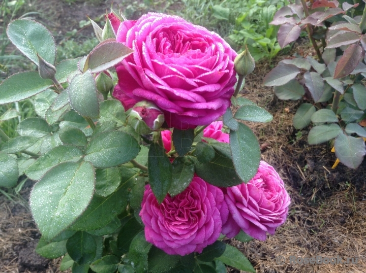 Heidi Klum Rose
