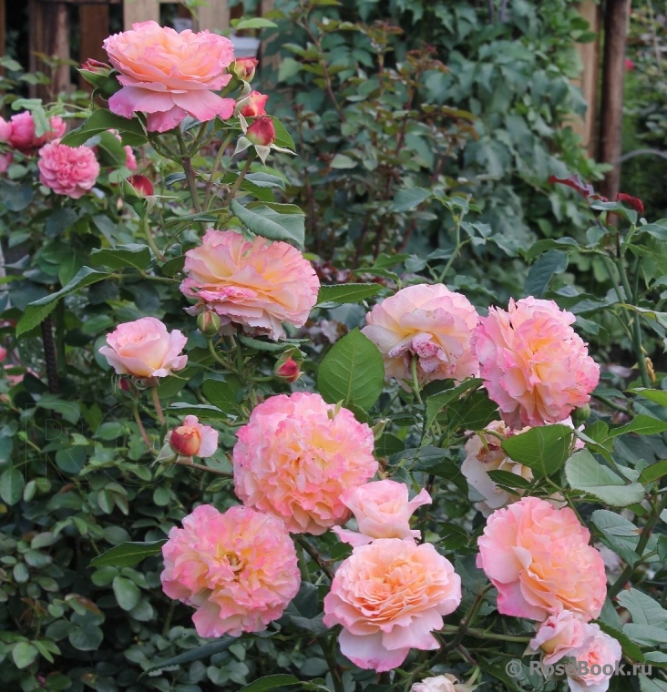 Augusta Luise