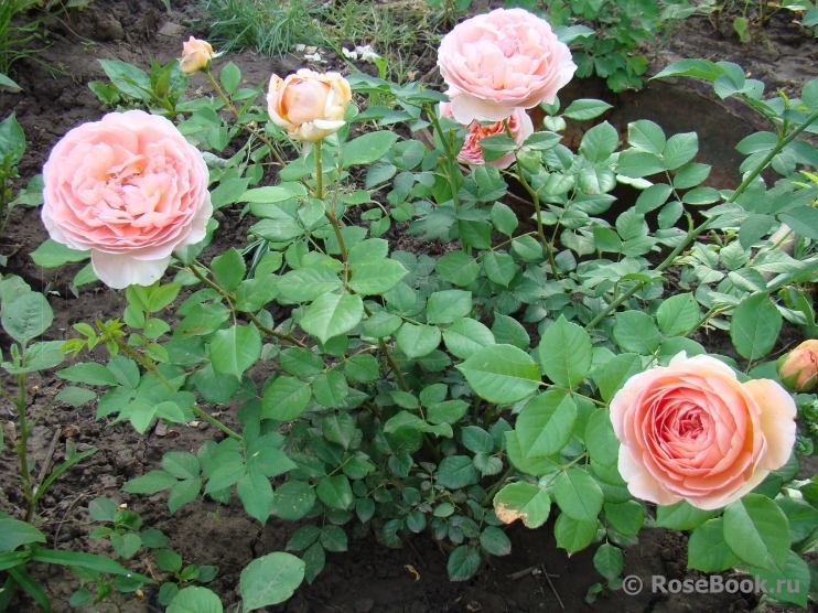 Abraham Darby