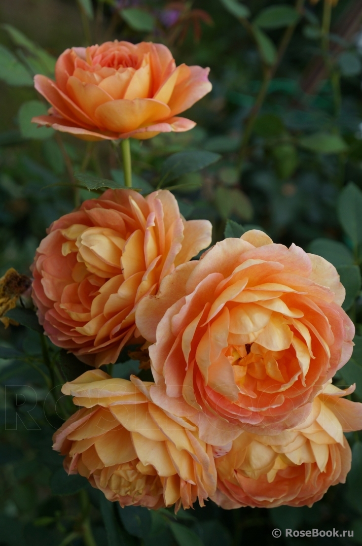 Lady of Shalott 