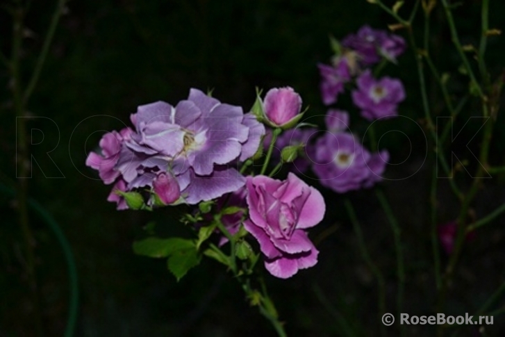 Rhapsody in Blue 