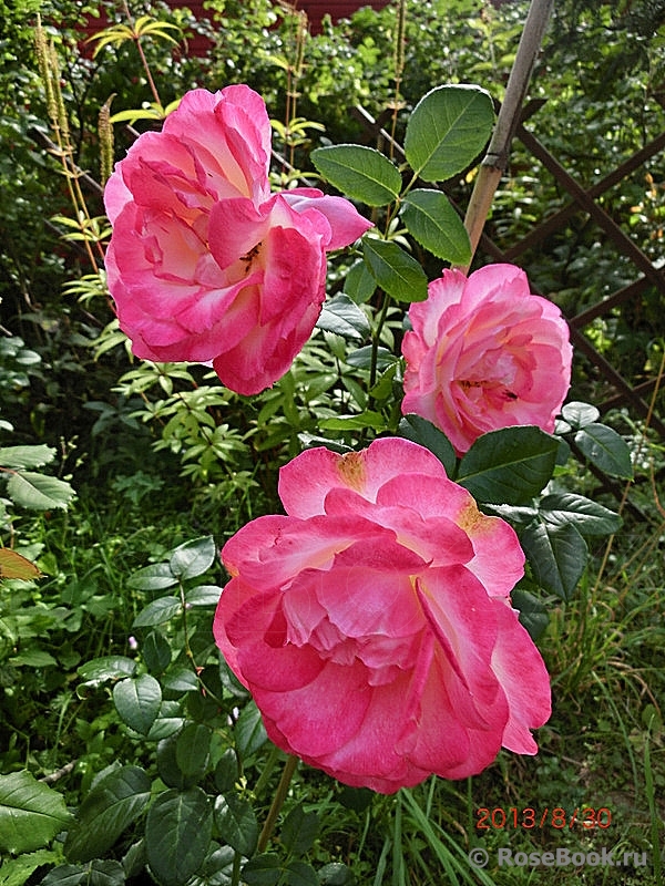 Harlekin