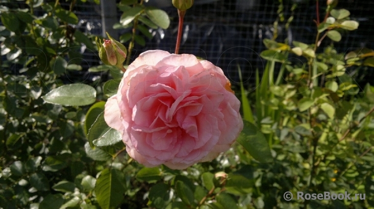 Alexandra - Princesse de Luxembourg ®