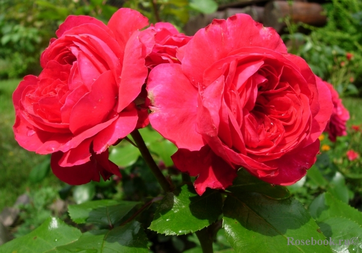 Red Leonardo da Vinci