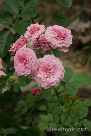 Durance Ancian Rosa