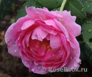 Lady Theresa