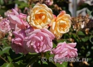 Apricot Bells